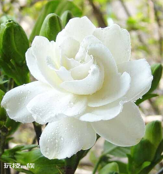 什么花最香持久还好养(室内养这8种花卉花香四溢)-图片11